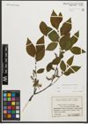 Foto von Salix silesiaca Willd.